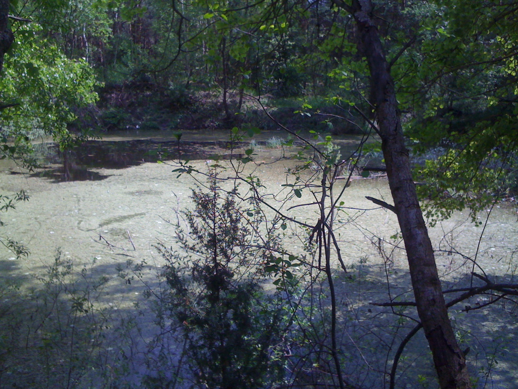 Duckweed lure fishing