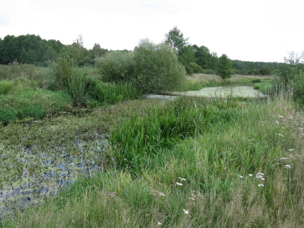 Rivers weeds